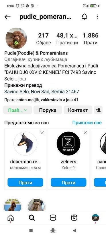 Psi: Maltipoo kucici savrsenog izgleda i genetike FCI 7493 posetite nase — 6