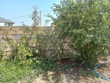 Bağ evlərinin kirayəsi: Görədil, 40 kv. m, 2 otaqlı, Su, İnternet, İşıq — 5