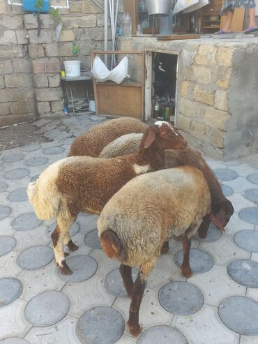 Коровы, быки: Самец, лет: 1, Для мяса
