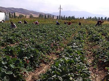 Другие специальности: Жумушчулар керек ; жумуш дыйканчылык,Клубника,малина — 7