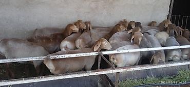 иттер ош: Сатам | Ургаачы кой (ургаачы), Кочкор (эркек) | Көбөйтүү үчүн — 4