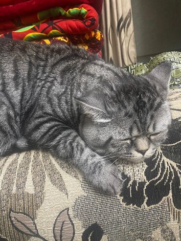 отдам собаку в добрые руки: Британ кыска жүндүү, 1 жаш, Эркек, Боз, Лотокко барууга үйрөтүлгөн