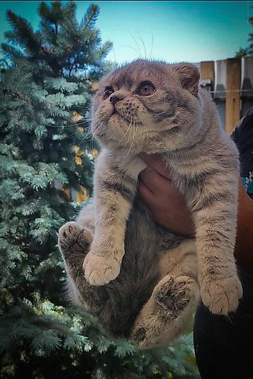 кошки сиамская: Шотландский вислоухий кот (скоттиш‑фолд), окрас голубой табби — 2