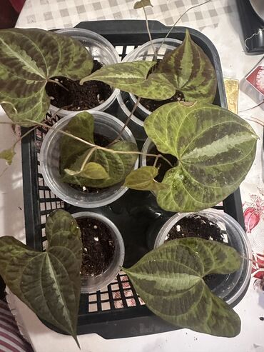 Другие комнатные растения: Комнатные растения — 7