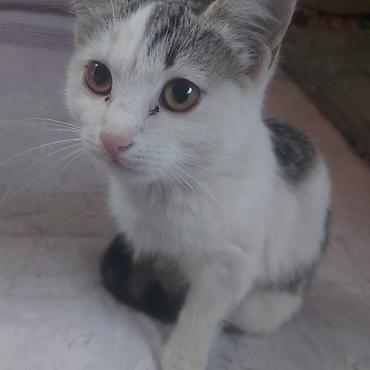 ржавая кошка цена: Котёнок, домашний любимец Описание: - Милый короткошёрстный котёнок — 1
