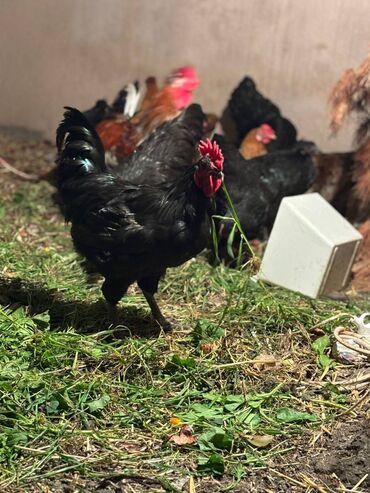 Digər quşlar: Avstralorp xoruzları 40 azn. Kend xoruzları 20 azn 6 aylig Satılır ya — 6