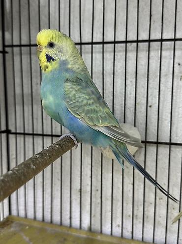 quslar type 1: Cüt rainbov saglam quşlardı 
Sumqayıt. İri quşlardı — 4