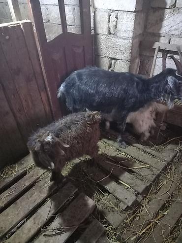 Mal-qara: Tek bala keci satilir tam saqlam iri 7-8 kilo diri cekisi olan — 1
