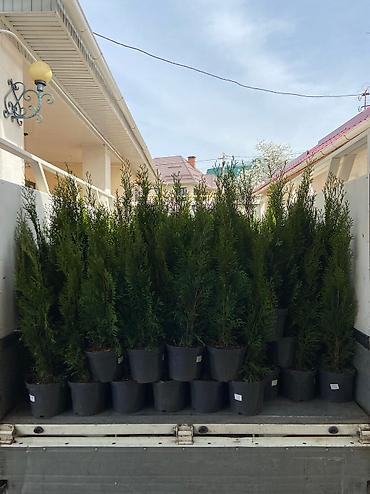 пересадка ели: 🌲 Пересадка и уход за хвойными растениями 🌲 Выкапываю и пересаживаю — 2