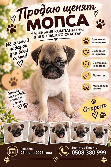 хмонг собака: Мопс, 3 месяца, Самка, С прививкой — 1