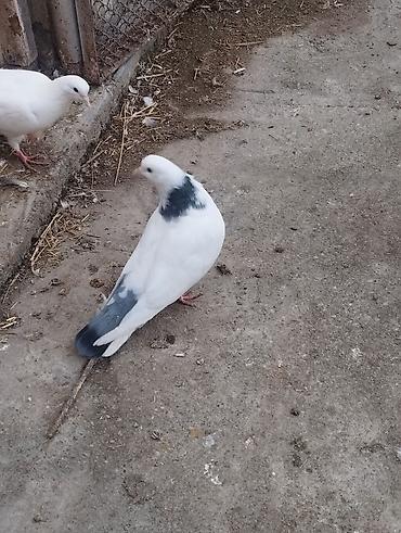 tap az goyercin satisi: Salam təmiz qan ağ baş tam sağlam — 7