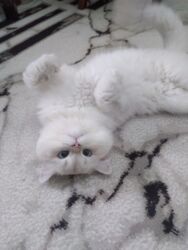 шиншилла кошка: Шиншилла, Самец, Для вязки, Самовывоз