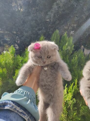 Pişiklər: Britan -da lalafo.az — 19 Pişiklər: Britan — 19