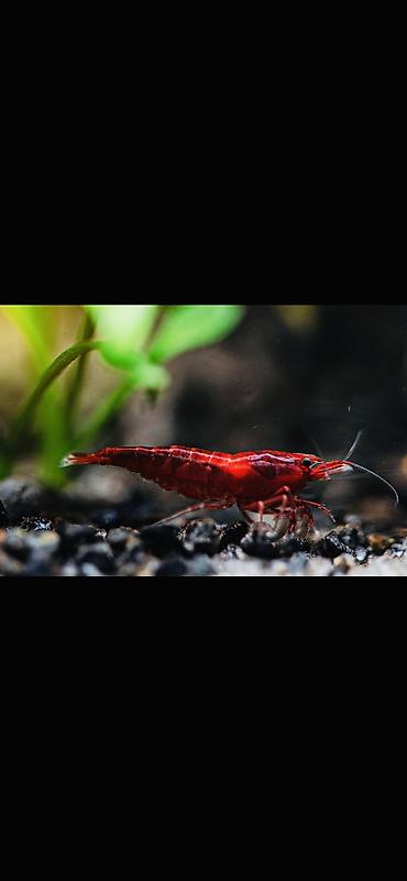 Akvarium aksesuar və ləvazimatları: Akvaryum üçün dekorativ krivetqa – rəngli Neocaridina növləri. 10 — 8