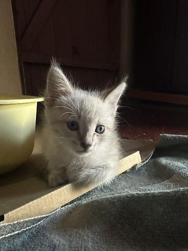 котята шиншиллы: Кошка даром: Беспородная, 2 месяца, Девочка, Приучена к лотку — 2