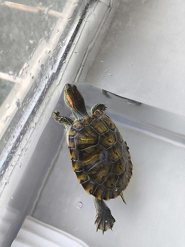 Аквариумы: Красноухая черепаха (Trachemys scripta elegans) с комплектом — 3