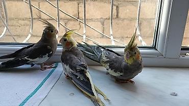 papuqay type 1: Korella balalari satilir 4-5 aykiqdilar ele oyresibler 4 ededi biri — 4