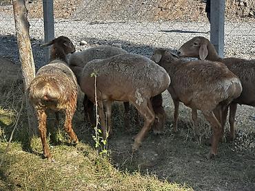 кочкор сатып алам: Сатам | Ургаачы кой (ургаачы) | Гиссар | Көбөйтүү үчүн — 3
