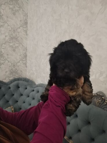 İtlər: Məhsul: Yavru itlər (iki bala) Təsvir: - Cins: Kiçik ölçülü, uzun — 8