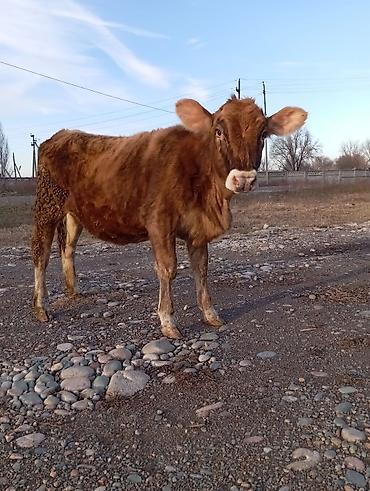 dojki 228: Частное лицо : Коровы, быки, | Круглосуточно — 1
