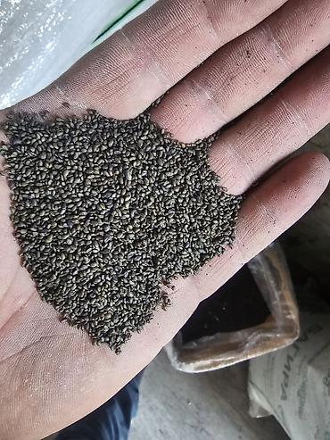 Семена льна: Семена люцерна,очищенный,магниченый,8летка Оптом и в розницу at lalafo.kg — 4 Семена льна: Семена люцерна,очищенный,магниченый,8летка Оптом и в розницу — 4