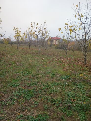 Torpaq sahələrinin satışı: 10 sot, Kənd təsərrüfatı, Mülkiyyətçi, Kupça (Çıxarış) — 2