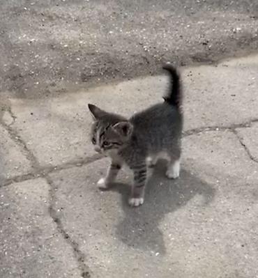 Кошки: Табби, В добрые руки — 1