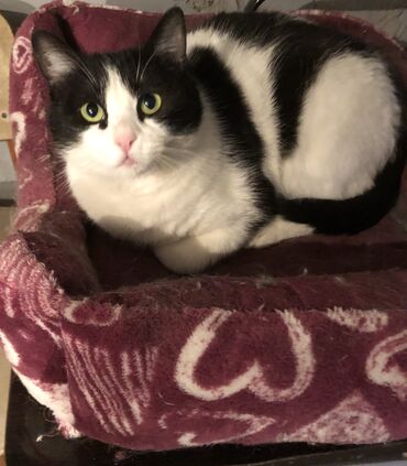 Продажа кошек: Кот возраст год кострирован привит обработан от паразитов приучен к at lalafo.kg — 10 Продажа кошек: Кот возраст год кострирован привит обработан от паразитов приучен к — 10