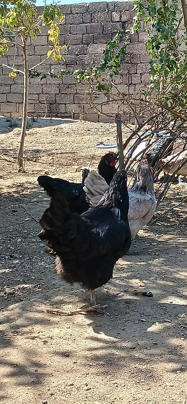 Toyuqlar: Toyuq, Yumurtalıq — 7