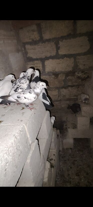 Göyərçinlər: Quşlar satılır kom 3 m üsd üsdə çoxsu çütdü tam sağlam heyvanlardı 30 — 3