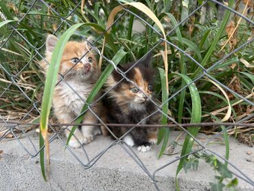 бенгальская кошка фото цена: Вот таких малышей, выкинули на БЧК. отдам в хорошие руки. Они кушают