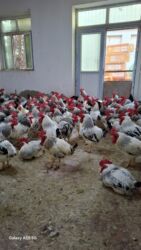 сколько стоит золотой ретривер: 1 illik xoruzlar satılır,temiz eti en balacası 2 kq,1 eded göturene 18