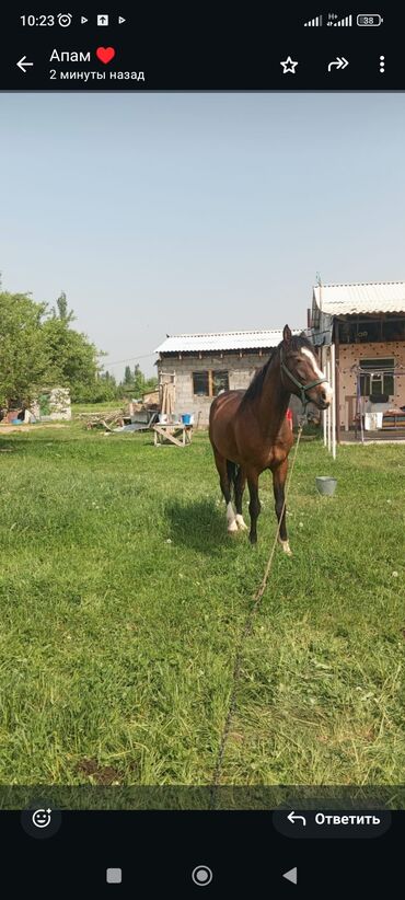 охот собака: Сатам | Жылкы (эркек)