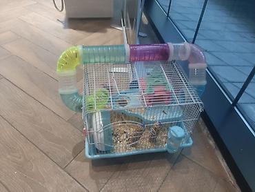 Gəmiricilər: Hamster ailəsi yuva ile birge satilir.umumilikde 5 i kicik olmaqla — 7