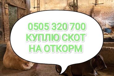 Куплю с/х животных: Куплю | Коровы, быки, Лошади, кони | На откорм, Откормленные