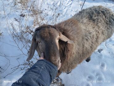 А/ч жаныбарларын сатам: Сатам | Кочкор (эркек) | Союуга, Көбөйтүү үчүн | Жасалма жол менен боозутуу