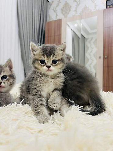 Pişiklər: Şotland, Erkək — 11