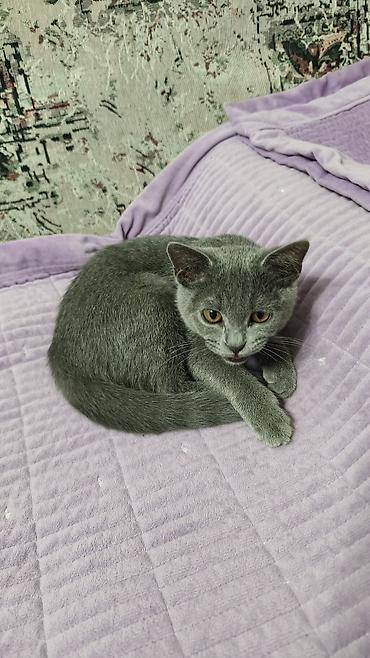 кошка шотланская: Шотландский прямоухий котёнок, окрас (серый). Плюшевая густая шерсть — 1