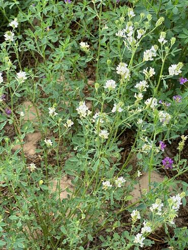Кормовые растения: Семена кормовых растений: Эспарцет, Самовывоз, Платная доставка — 11