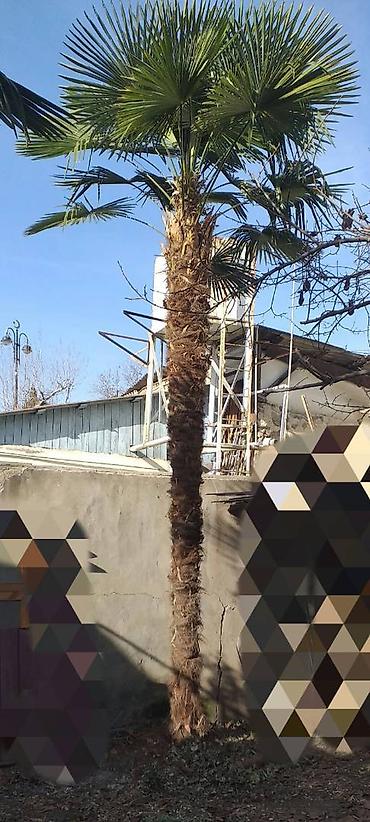 zoğal ağacı: Hər kəsə Allahın Salamı olsun. Dözümlü, çoxillik və həmişəyaşıl palma — 5