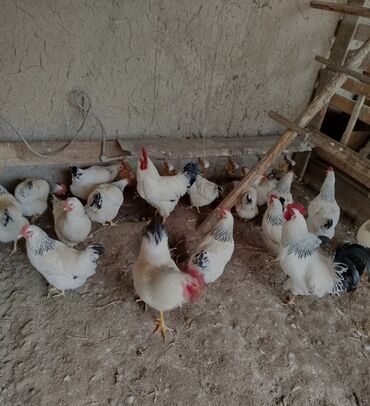 отходы для животных: Продаю цыплята Адлерский 3 месяца