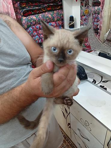 Тайская, 1 месяц, Девочка, Приучена к лотку