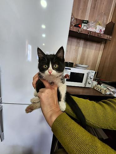 продажа баранов: Котята ищут любящий дом 🏡 родились у нас на работе, кушают все и корм — 2