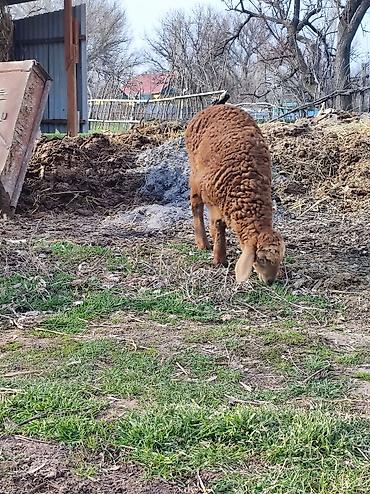 Баран, овца: Продаю | Овца (самка) | Арашан | Для разведения | Матка — 3