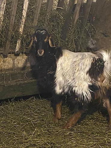 bildirçin eti: Hələbdən dönmedir damazlığa superdi ət kimidə 12 13kilo əti var — 1