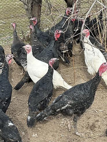 Индюки: Продаю | Индюшка (самка), Индюк (самец) | Черный принц, Северокавказская | На забой, Для разведения | Племенные — 10