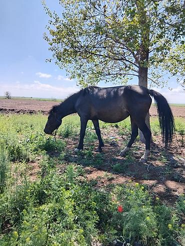 Лошади, кони: Продаю | Кобыла (самка) | Рабочий — 9