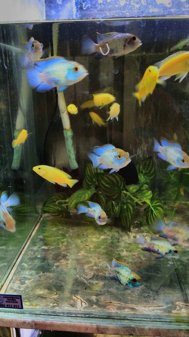 аквариумный грунт: Нанокары. аквариумные рыбки. 
есть и другие виды рыбок