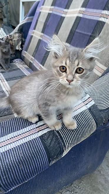 отдам котят в добрые руки: Котята домашние, разного окраса: - дымчатый серый короткошёрстный — — 4