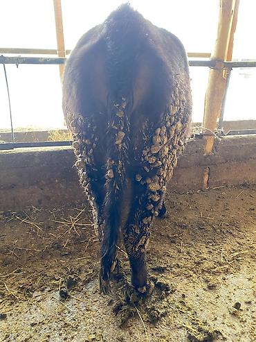 Коровы, быки: Продаю | Тёлка | На откорм, На забой, Для разведения — 2